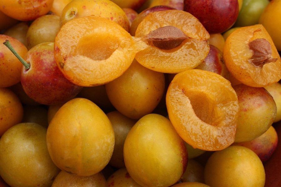 mirabelles dénoyautées