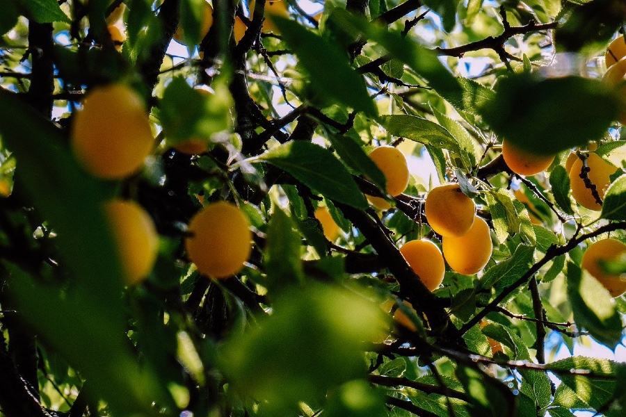 Pont-d'Ain - Traditions. Quand les mirabelles sont distillées pour créer de  l'eau-de-vie