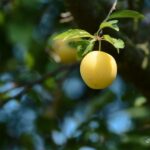 arbre mirabelles