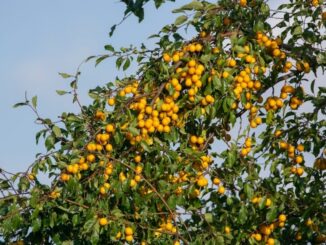beaucoup de mirabelles dans un arbre