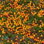 mirabelles à cuisiner