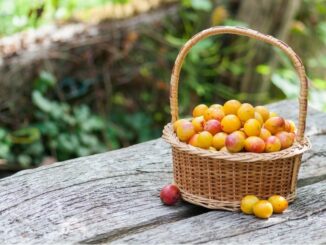 mirabelles dans un panier