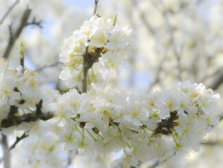 mirabellier en fleurs