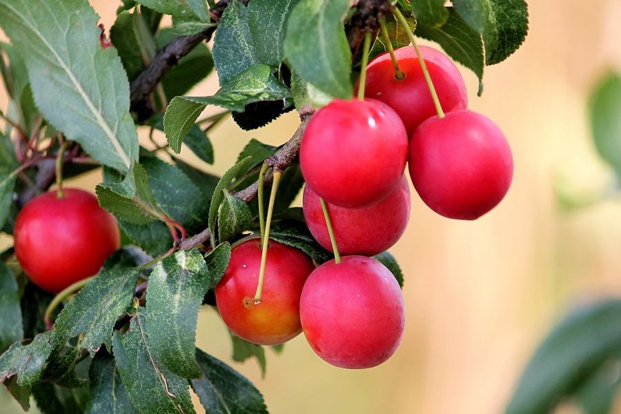 Quand les Mirabelles sontelles mûres ? Verger Informations
