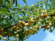 aa