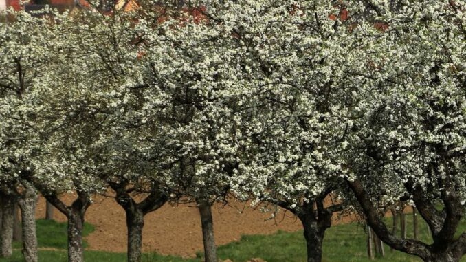 photo de trois mirabelliers bb 3