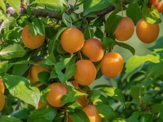 Mirabelles