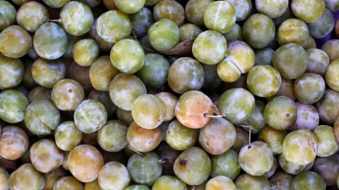 prune reine claude Quelle est la différence entre la prune reine Claude et la mirabelle ?