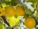 acheter des mirabelles chez jean pierre colmon a velaine en haye