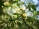 acheter des mirabelles chez mirabellor la ferme de mamie rabelle a anthelupt