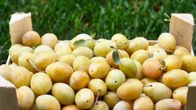 acheter des mirabelles chez distillerie guindt les vergers de victorine a beyren les sierck