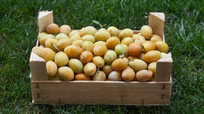 acheter des mirabelles chez la ferme de loro a loromontzey