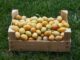 acheter des mirabelles chez la ferme de loro a loromontzey