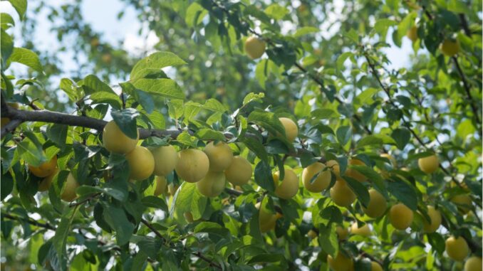 acheter des mirabelles chez le producteur laurent tona à herbeuville