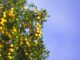 acheter des mirabelles chez le producteur noel spitz a sainte genevieve
