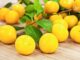 acheter des mirabelles chez vergers de nancerval woinville