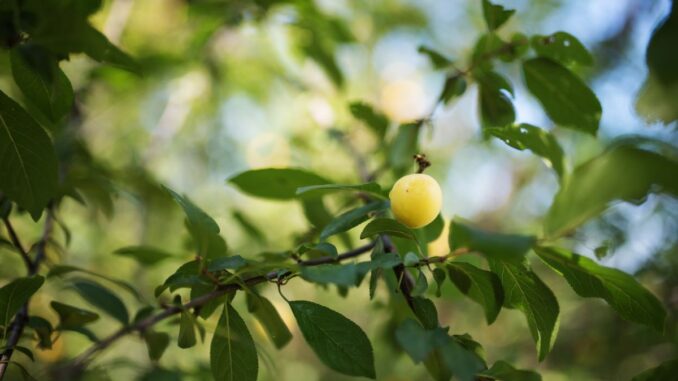 pourquoi un mirabellier ne donne pas de fruits 