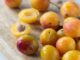 Anatomie d'une mirabelle : le fruit d'or décortiqué !