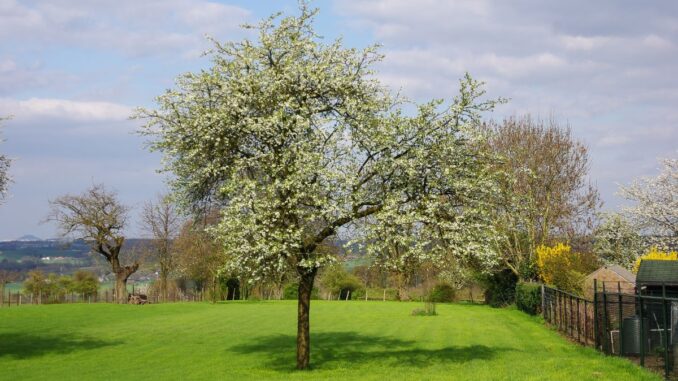 arbres fruitiers Quels arbres fruitiers peut-on trouver dans un verger ?