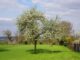 Quels arbres fruitiers peut-on trouver dans un verger ?