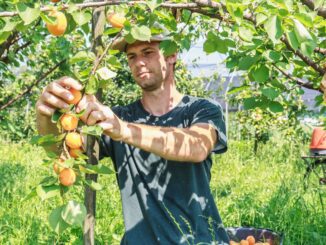 Comparaison du mirabellier avec les petits arbres fruitiers