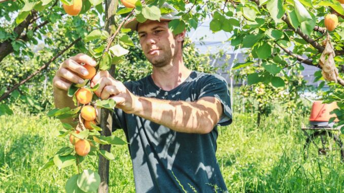 Comparaison du mirabellier avec les petits arbres fruitiers