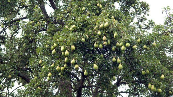 poirier Poirier : arbre fruitier, plantation, variété, entretien, taille, durée de vie…