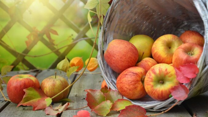 Tout savoir sur la pomme : origine, variétés, bienfaits, récolte, utilisation…