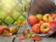 Tout savoir sur la pomme : origine, variétés, bienfaits, récolte, utilisation…