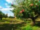 Tout savoir sur l’arbre fruitier le pommier : plantation, variété, entretien, taille, durée de vie…