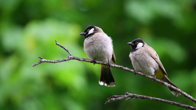 attirer les oiseaux utiles dans votre jardin attirer les oiseaux utiles dans votre jardin