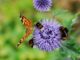 comment attirer les pollinisateurs dans votre jardin