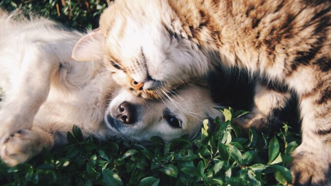 comment éloigner les chats et chiens de votre jardin