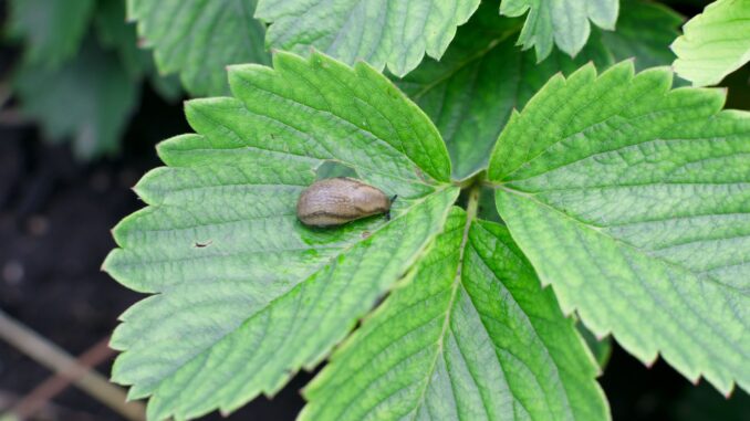 gérer les limaces et escargots méthodes préventives et curatives gérer les limaces et escargots méthodes préventives et curatives