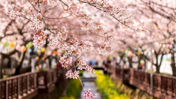 les cerisiers en fleurs symbolisme et traditions