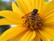les insectes bénéfiques pour votre jardin