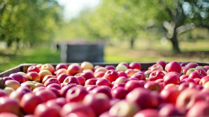 les meilleures périodes pour la récolte des pommes