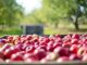 les meilleures périodes pour la récolte des pommes