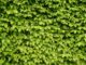 les meilleures plantes pour une haie naturelle