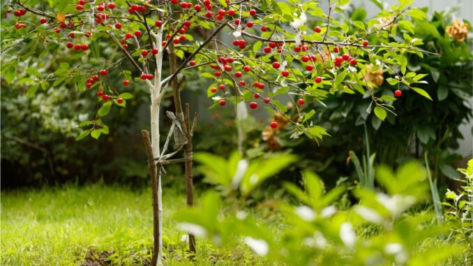 les variétés de cerisiers quel type choisir pour votre jardin les variétés de cerisiers quel type choisir pour votre jardin