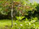 les variétés de cerisiers quel type choisir pour votre jardin