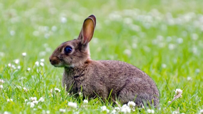 nourrir les animaux sauvages bon ou mauvais ? nourrir les animaux sauvages bon ou mauvais ?