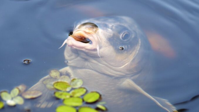 reconnaître et contrôler les maladies des poissons d'étang reconnaître et contrôler les maladies des poissons d'étang
