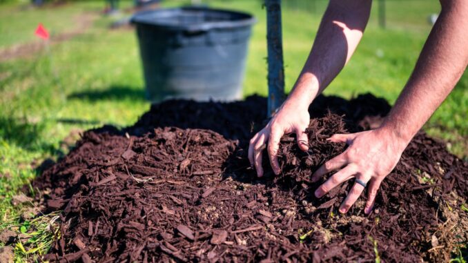 utilisation du paillage pour réduire l'entretien