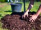 utilisation du paillage pour réduire l'entretien