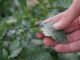 Les animaux nuisibles dans votre jardin et votre verger