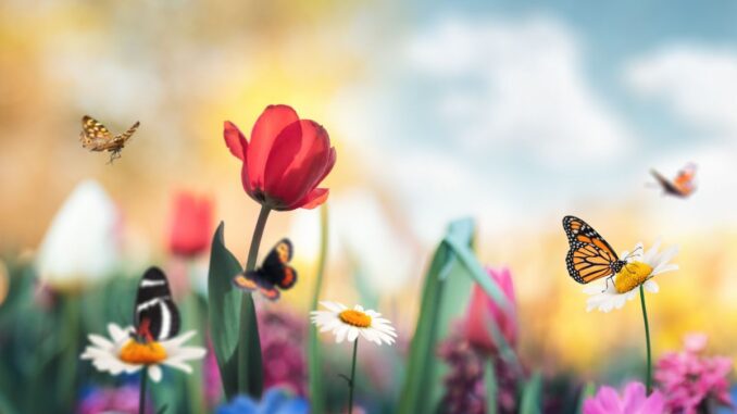 Les animaux utiles à votre jardin et votre verger