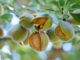 L'amandier : arbre fruitier, plantation, variété, entretien, taille, durée de vie…