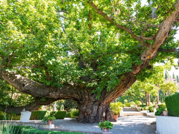 Châtaignier & Châtaigne Taille, Fleur, Entretien, Variétés, Recettes