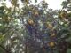 Le cognassier : arbre fruitier, plantation, variété, entretien, taille, durée de vie…